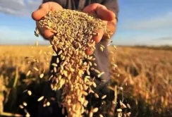 Українські аграрії пояснили причини низької зацікавленості в ринку Африки