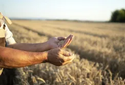 Держпідтримка не зменшує сільськогосподарську частку
