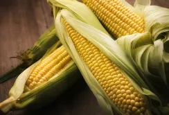 Ціни на кукурудзу досягли максимуму з початку сезону