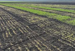 На Кіровоградщині через морози постраждало понад 20% озимих культур