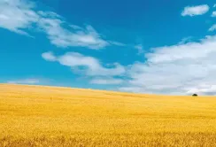 Нібулон розробляє цифрові двійники полів для точного землеробства
