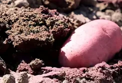 Оптимальні строки та умови для посадки картоплі: поради експертів