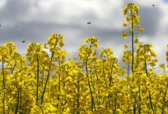 Ринок ріпаку переходить на торгівлю новим врожаєм