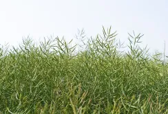 В Україні прогнозують суттєве зниження врожаю олійних культур у сезоні 2026/27