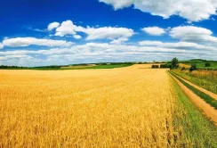 В Україні зросла вартість сільськогосподарської землі