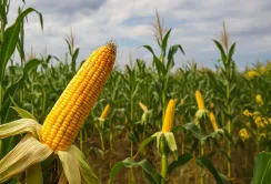 Вплив війни на врожайність: супутники зафіксували падіння продуктивності ґрунтів Миколаївщини
