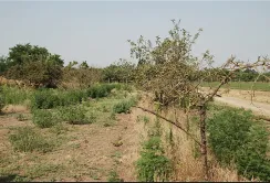 В Угорщині попереджають про посуху, яка вдарить по сільському господарству через квітневу посуху