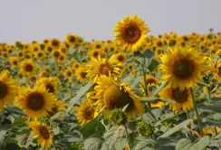 Біотехнологічна компанія BTU представила комплексний продукт Склероцид® для боротьби зі збудником білої гнилі на найбільшому геонауковому конгресі Європи 