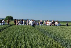День поля «Агропазли» — 12 червня, Гаї-Суходільські