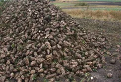 Вирощування цукрових буряків цього року у Великій Британії не має сенсу