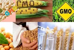 Новий закон про ГМО: до чого готуватися бізнесу?