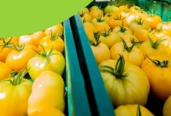 З початку року аграрії отримали 70,8 млн грн грантів на сади і теплиці
