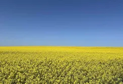 Corteva Agriscience оновлює портфель гібридів озимого ріпаку для українських аграріїв
