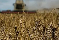 Єврокомісія знизила прогноз врожаю зернових в ЄС, але підвищила оцінки для олійних
