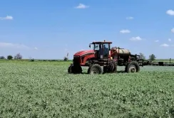 На Одещині агрохолдинг вперше вирощує зимуючий горох