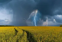 Виклики літа 2026 року: як посуха та здорожчання ресурсів загрожують українському врожаю