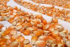 Українська кукурудза сформувала понад половину червневого агроекспорту