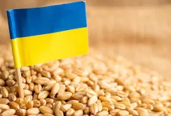 Сезонний фактор в дії: експорт української агропродукції у травні просів на 8,6%