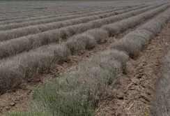Втрачена краса Бессарабії: на Одещині загинуло найбільше лавандове поле України