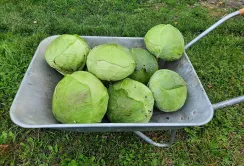 Рання капуста продовжує дорожчати