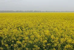 В Україні стрімко знижуються форвардні ціни на ріпак нового врожаю