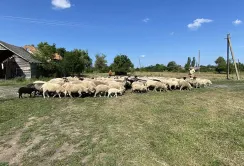 Стимули для відновлення тваринництва: держава компенсуватиме витрати на розведення овець та кіз