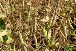 Жнива-2026 на Одещині: у Tekom Agro Group готуються до збирання першого врожаю зимуючого гороху