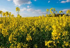 Експорт ріпаку з України впав до дев’ятирічного мінімуму через мита та падіння врожаю