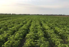 Аномальна погода на Волині знищила колорадського жука, але загрожує врожаю картоплі