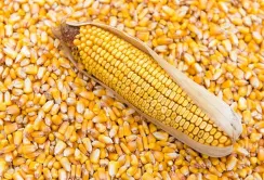 Український ринок кукурудзи під тиском наближення нового врожаю