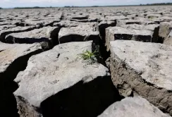 Україна ризикує втратити до 20% врожаю кукурудзи та 15% соняшнику