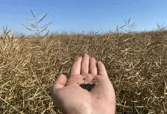 Пропозиція ріпаку перевищує попит: ціни падають