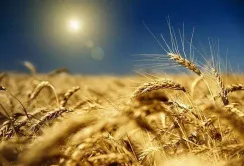 Спека в Німеччині: фермери не очікують високих врожаїв