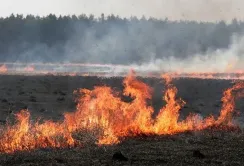 Супутникові дані та традиційні опитування: як Держстат вимірює збитки агросектору під час війни