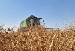 Морози не завадили: зимуючий горох на Одещині дав урожай завдяки бічним пагонам