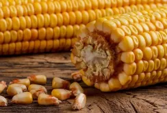 Ключовим фактором для внутрішніх цін на кукурудзу є можливість експорту через глибоководні порти, – аналітики