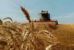 В Україні намолотили 5,47 млн тонн зерна