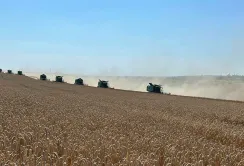 В Tekom Agro Group підрахували врожайність безостих сортів пшениці