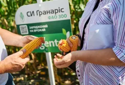Від інтуїції до цифрової селекції: як змінювалися підходи до створення сучасних гібридів кукурудзи