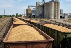 Україна суттєво скоротила експорт зернових