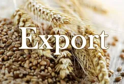 В серпні Україна експортувала близько 900 тисяч тонн агропродукції