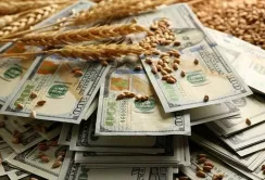 Кабмін оновив порядок затвердження мінімально допустимих експортних цін на окремі види сільськогосподарської продукції
