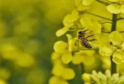 KWS посідає провідні позиції на європейському ринку гібридного ріпаку