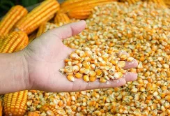 Сухопутні кордони стають головним каналом збуту кукурудзи нового врожаю