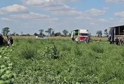 На Херсонщині планують зібрати 25 тисяч тонн кавунів