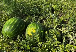 На півдні Вінниччини розпочався масовий збір кавунів та динь