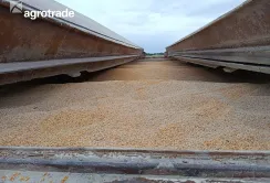 Група АГРОТРЕЙД експортувала майже 500 тис. тонн зернових та олійних культур у 2025/26 маркетинговому році