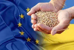 Україна вичерпала квоту на безмитні поставки пшениці до ЄС