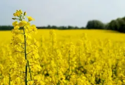 Внутрішні ціни переробки ріпаку в Україні зрівнялися з експортними