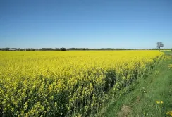 Західний напрямок залишається найвигіднішим для продажу ріпаку